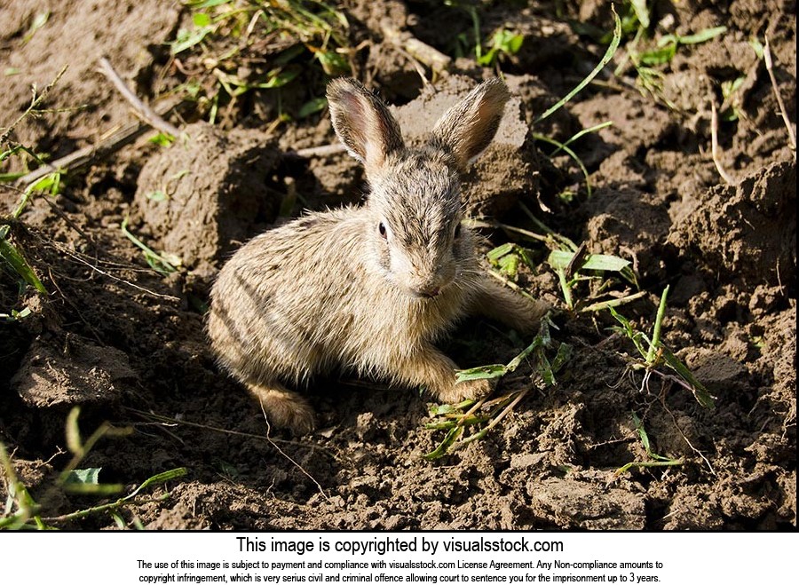 Animal Themes ; Animals ; Close-Up ; Color Image ;