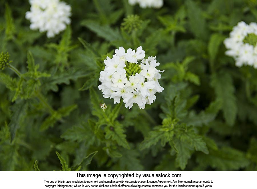 Background ; Beauty In Nature ; Close-up ; Color I