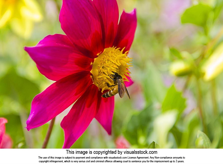 Animals ; Background ; Beauty In Nature ; Bee ; Bu