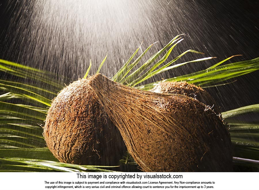 Background ; Close-Up ; Coconut ; Color Image ; Cr