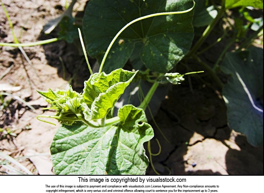 Agriculture ; Close-Up ; Color Image ; Creative Id