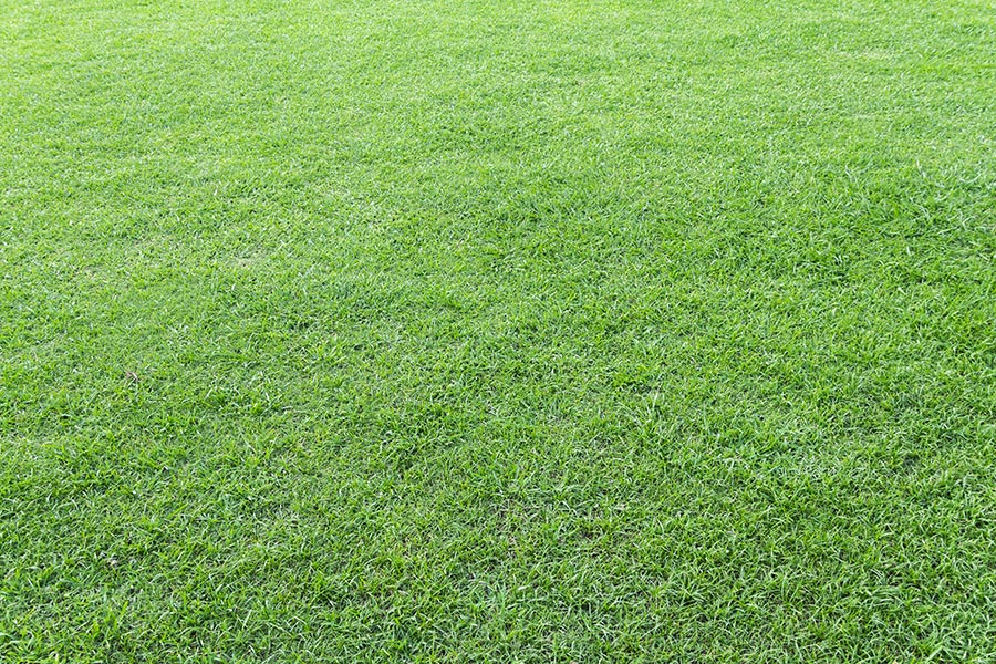 Close-up Greenery Grass in-lawn park Nobody