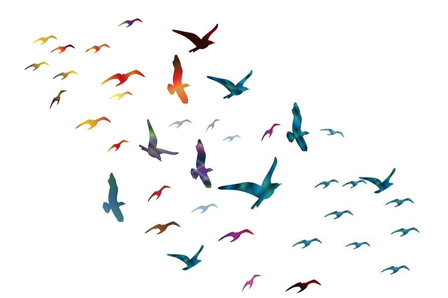 Vector illustration of colorful birds fly together Isolated on-white ...