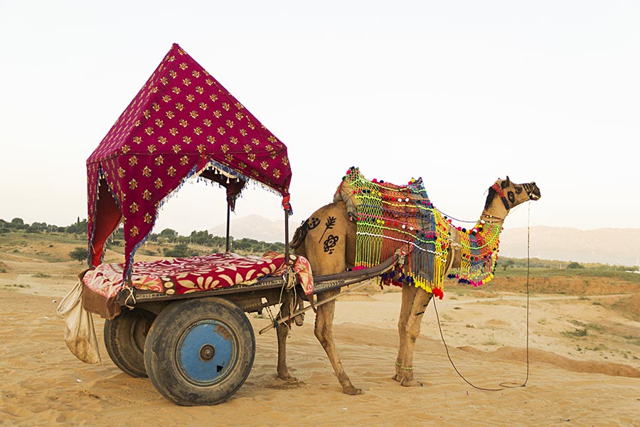 Camel cart A popular mode of transport in Rajasthan India