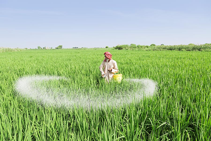 Indian Rural Farmer Labour Giving Chemical Fertilizer Plants Field   AK61897 