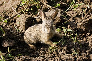 Animal Themes ; Animals ; Close-Up ; Color Image ;