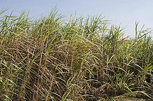 Absence ; Agriculture ; Beauty In Nature ; Bush ; 