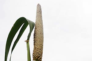 Agriculture ; Beauty In Nature ; Close-Up ; Color 